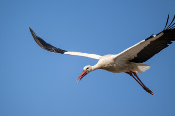 Storch im Flug