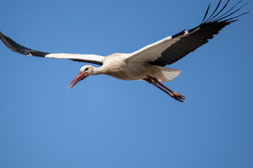 Storch im Flug