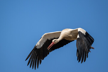 Storch im Flug