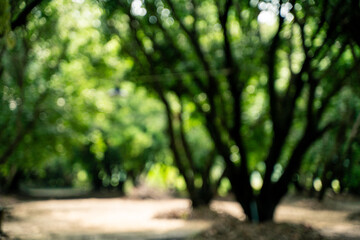 The abstract blur background of glowed with bright green light, reflecting the beauty of nature in...