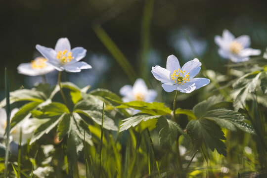 Spring flowers on a sunny April day. Close-up of the plant.