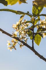 Spring flowers on a sunny April day. Close-up of the plant.