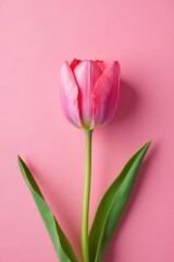 Obraz premium Single tulip, delicate petals, light pink background, floral, single flower, botanical