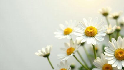 Fototapeta premium Sun-dappled chamomile blossoms, subtle white backdrop , artwork, spring, pattern