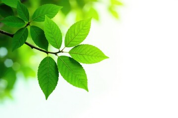 Fototapeta premium Leafy Branch On White Background With Foliage, tree, leafy