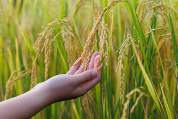 A farmer inspects golden rice stalks in a sunlit field, symbolizing ripeness and the harvest season...