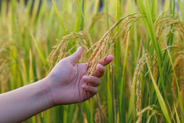 A farmer inspects golden rice stalks in a sunlit field, symbolizing ripeness and the harvest season...
