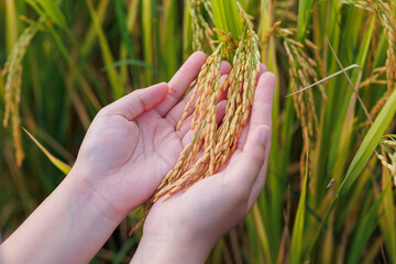 A farmer inspects golden rice stalks in a sunlit field, symbolizing ripeness and the harvest season...