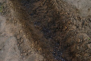 Granular fertilizer scattered on soil surface