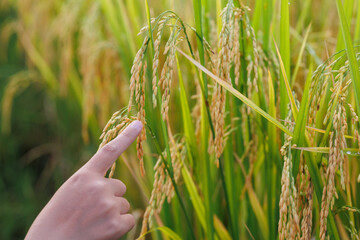A farmer inspects golden rice stalks in a sunlit field, symbolizing ripeness and the harvest season...