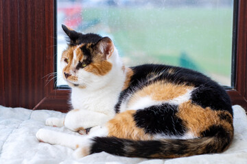 A Beautiful Calico Cat Enjoying a Relaxing Moment by the Warm Window on a Sunny Day