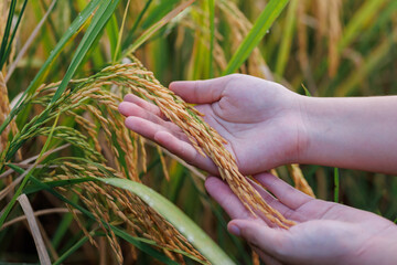 A farmer inspects golden rice stalks in a sunlit field, symbolizing ripeness and the harvest season...
