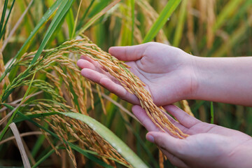 A farmer inspects golden rice stalks in a sunlit field, symbolizing ripeness and the harvest season...