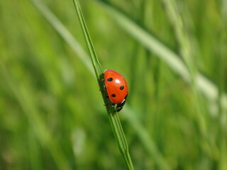 Seven-spot ladybird beetle (Coccinella septempunctata) walking on a blade of grass