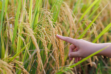 A farmer inspects golden rice stalks in a sunlit field, symbolizing ripeness and the harvest season...
