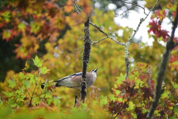 bird on a tree