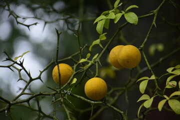 lemons on tree