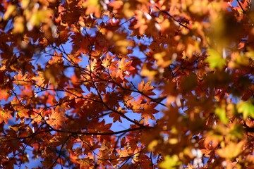 autumn leaves background