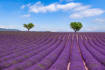 Stunning landscape with lavender field tree under sunny blue sky happy clouds. Blooming violet...