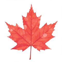 Obraz premium Isolated Red Maple Leaf Autumn Foliage on White Background Nature Illustration