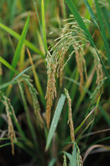 A scenic view of mature rice fields or scattered grain, capturing the essence of harvest, cultural heritage, and rural simplicity — ideal for farming and traditional life concepts.