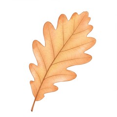 Fototapeta premium Watercolor Oak Leaf in Autumnal Yellow and Beige Isolated on White