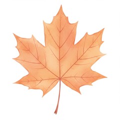 Fototapeta premium Isolated Autumn Maple Leaf Watercolor Style in Orange Color on White Background