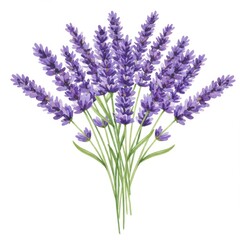 Naklejka premium Purple Lavender Bouquet Floral Illustration