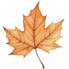 Fototapeta premium Detailed Brown and Orange Maple Leaf Illustration