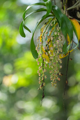 Wild orchid on a tree