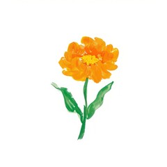 Obraz premium Marigold flower illustration petals hand-painted asteraceae.