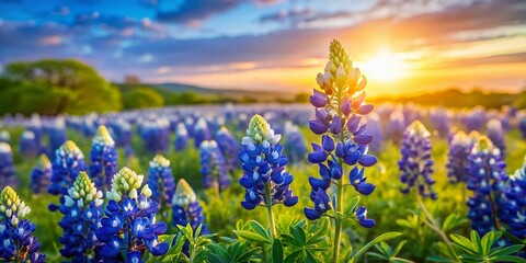Texas Bluebonnet Hill Country Macro Photography: Vibrant Wildflower Meadow Spring Bloom