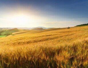 Obraz premium wheat field on a hilly terrain and bright sun