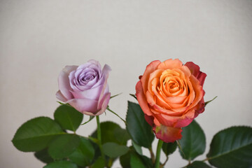 Obraz premium 赤と紫のばら