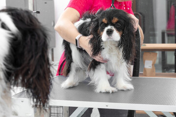 Professional Pet Groomer Bathing Cavalier King Charles Spaniel with Handheld Shower Head in Salon