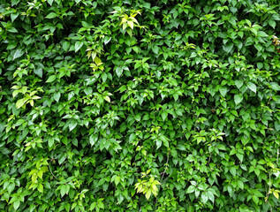 Obraz premium dense lush green foliage background