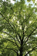 green leaves in the forest