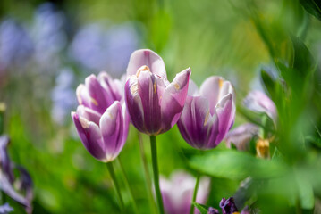 Un champ de magnifique tulipe violettes au printemps 