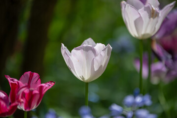 Obraz premium Les jardins de Claude Monet dans le village de Giverny en Normandie 