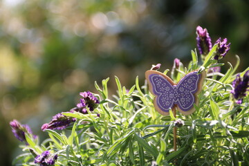 Lavendel blüht im Garten mit Dekoration Schmetterling