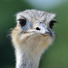 Portrait of a Greater Rhea. Rhea americana, Plan&egrave;te Sauvage, Port Saint P&egrave;re, Loire-Atlantique 44, r&eacute;gion Pays de la Loire, France, European Union, Europe