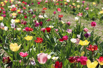 Field of colorful bright tulips of different varieties. Bright flowers with selective focus. Nature background. Spring background. Tulips close-up. Field of blooming tulips in spring