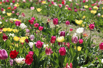 Field of colorful bright tulips of different varieties. Bright flowers with selective focus. Nature background. Spring background. Tulips close-up. Field of blooming tulips in spring