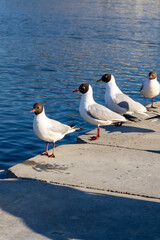 Three seagulls are standing on a concrete ledge close to the water
