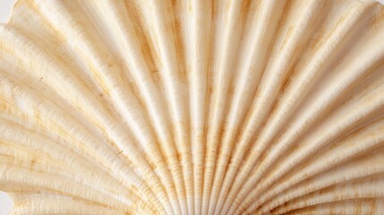 a single scallop seashell, isolated on white background, 