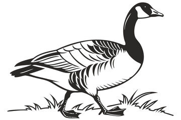 Detailed black and white canada goose illustration vector art for wildlife and nature themed designs and projects isolated on transparent background