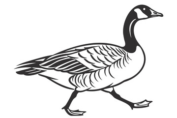 Black and white line art of a canada goose walking vector illustration for design and print projects isolated on transparent background