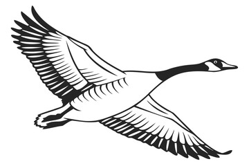 Flying canada goose vector illustration for wildlife enthusiasts and bird watchers looking for goose clip art isolated on transparent background