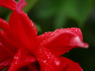 Red lily flower petal close-up after rain with drops of water on dark background, copyspace, postcard, wallpaper, gardening.