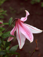 White and pink lily flower close-up after rain with drops of water on dark background, copyspace, postcard, wallpaper, gardening, care